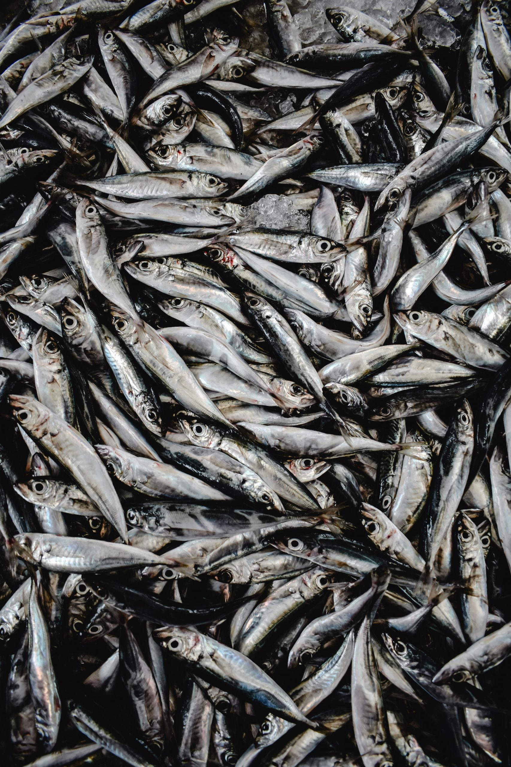 sardines sardines